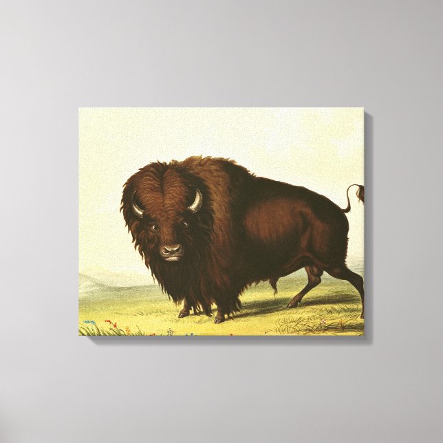 Toile A Bison, vers 1832 (Recto)