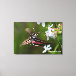 Toile à envelopper Premium Hummingbird Moth
