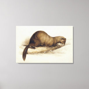 Toile A Weasel, 1832 (avec stylo, encre, gouache et gomm