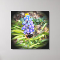 Abeille sur Muscari Armeniacum, Grape Hyacinth