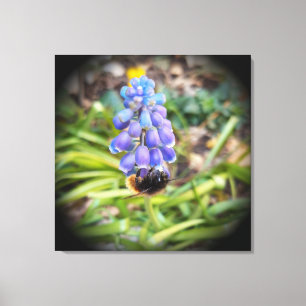 Toile Abeille sur Muscari Armeniacum, Grape Hyacinth