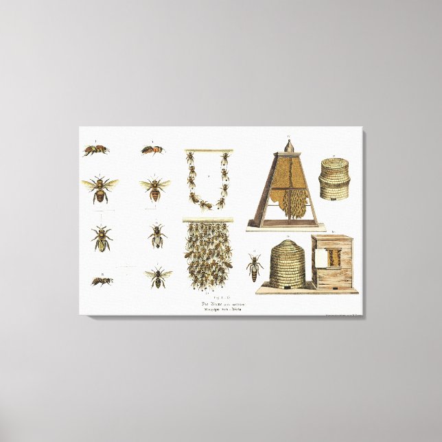 Toile Abeilles et apiculture, de "The Young Landsman", p (Recto)