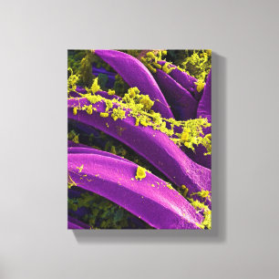 Toile abrégé sur microbiologie de biologie pour