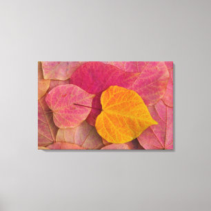 Toile Affaire color on Forest Pansy Redbud