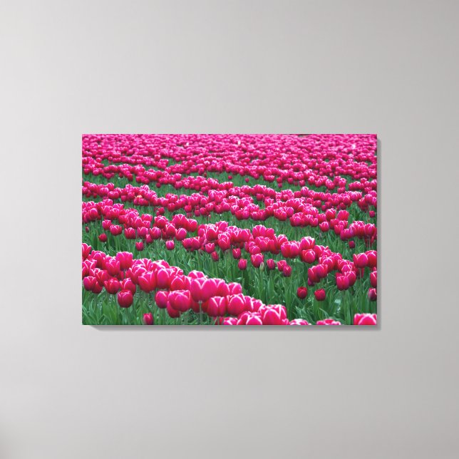 Toile Afficher le jardin des bulbes de tulipe à fleurs p (Recto)