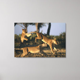Toile Afrique, Botswana, Parc national de Chobe, Lionnes