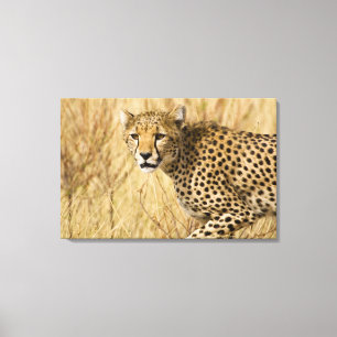 Toile Afrique. Kenya. Guépard au parc national de Sambur
