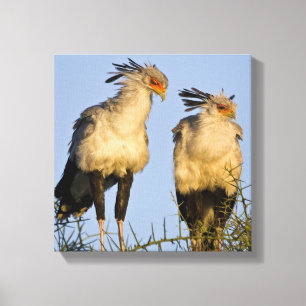 Toile Afrique. Tanzanie. Oiseaux secrétaires à Ndutu