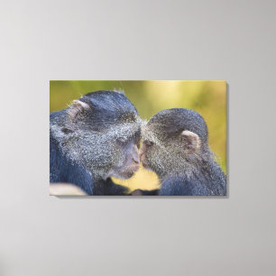 Toile Afrique. Tanzanie. Singe bleu mère avec jeune
