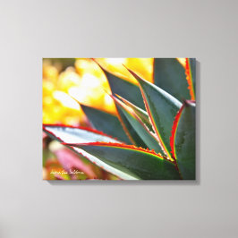 Toile Agave Blue Glow photo succulente Debra Lee Baldwin