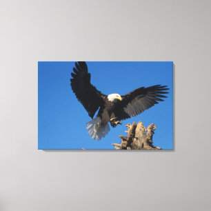 Toile aigle à tête blanche, Haliaeetus leuccocephalus, a