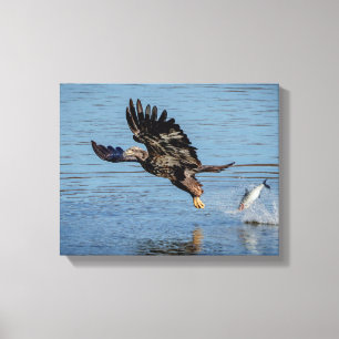 Toile Aigle à tête blanche immature qui dépose un poisso