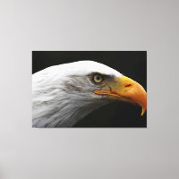 Aigle à tête plate 60x40 (150x100cm) waccna
