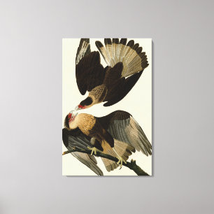 Toile Aigle Brasilien Caracara, Audubon Birds of America