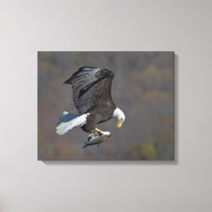 Toile Aigle chauve regardant un poisson