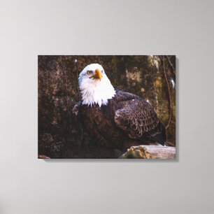 Toile Aigle de Bald