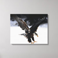 Aigle et glace