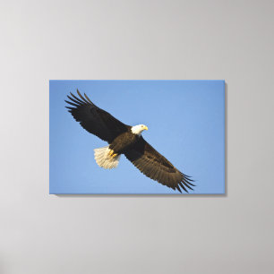 Toile Aigle, Haliaeetus leucocephalus, Homer, 4
