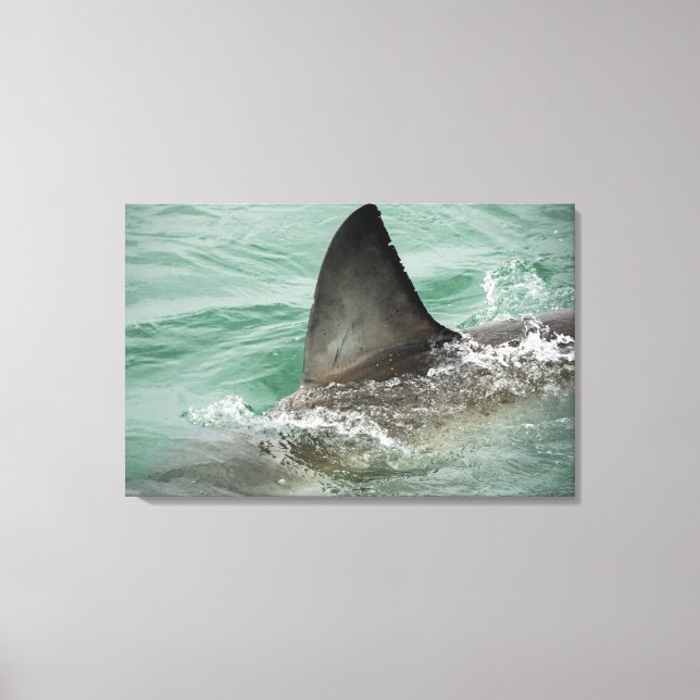 Toile Aileron dorsal d'un grand requin blanc (Recto)