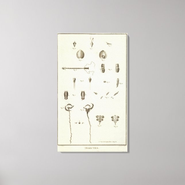 Toile Alaska 5 (Recto)