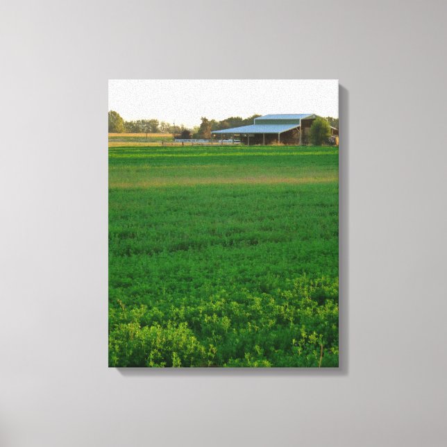 Toile Alfalfa (Recto)