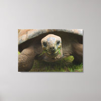 Alimentation Aldabra Tortoise