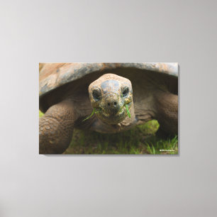 Toile Alimentation de tortue d'Aldabra
