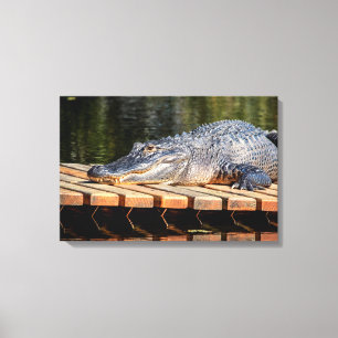 Toile Alligator 24x16 à Homosassa Springs Wildlife Park