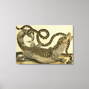Toile Alligator et serpent, 1730 (gravure colorée)