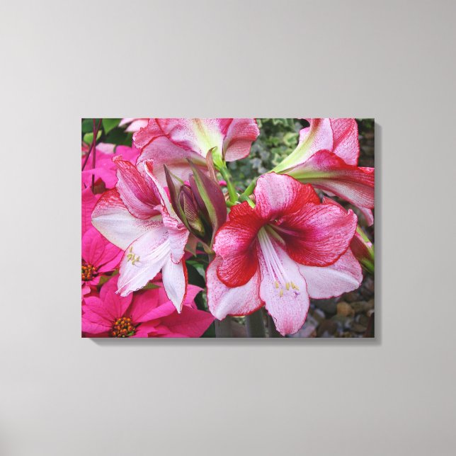 Toile Amaryllis et Poinsettia Fleurs de Fêtes Rouges (Recto)