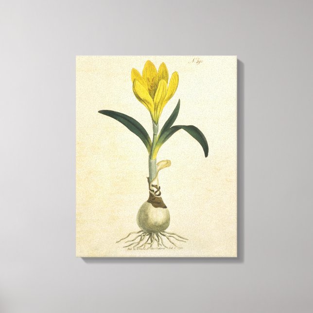 Toile Amaryllis Tulip Jardin Botanique Fleur (Recto)