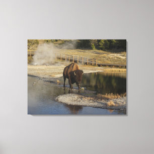 Toile American Bison Yellowstone Wildlife Photography