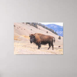 Toile American Buffalo Bison Photographie, Yellowstone