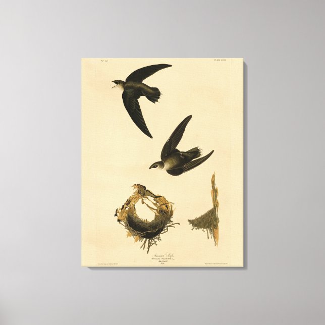 Toile American (Chimney) Swift Audubon, Birds of America (Recto)