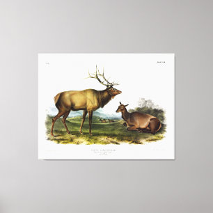 Toile American Elk ou Wapiti Deer par Audubon