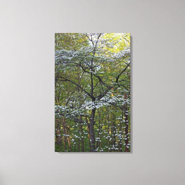 Toile American Flower Dogwood Tree - Cornus florida (Recto)