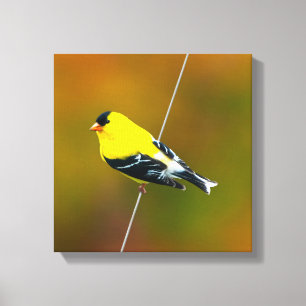 Toile American Goldfinch - Photo originale