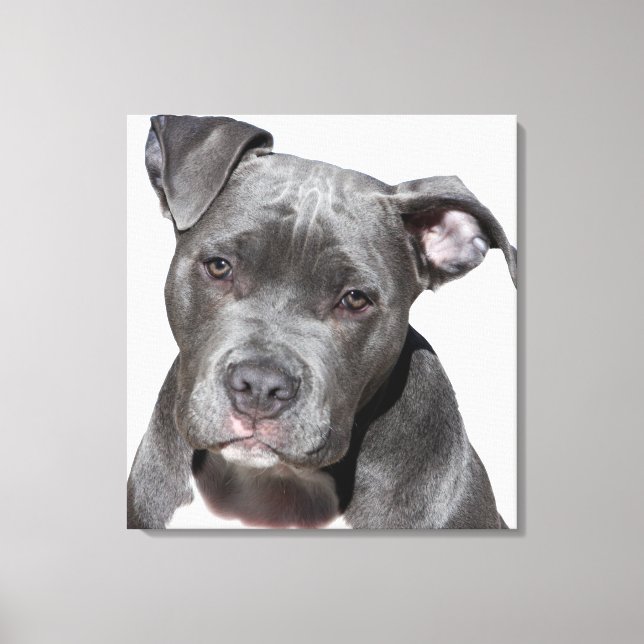 Toile American Pit Bull Terrier (Recto)