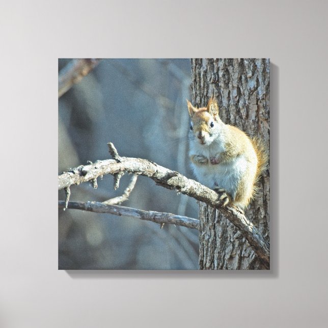 Toile American Red Squirrel - Photographie de la faune (Recto)