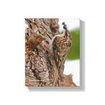 American Treecreeper avec bug