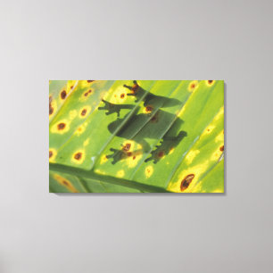 Toile AMÉRIQUE CENTRALE, Costa Rica, Grenouille en contr