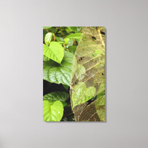 Toile Amérique centrale, Costa Rica, Sarapiqui, Braulio