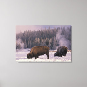 Toile Amérique du Nord, États-Unis, Wyoming, Yellowstone