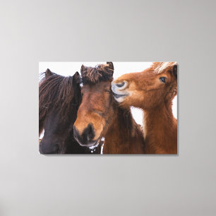 Toile Amis du cheval islandais, Islande