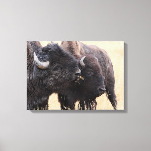 Toile amitié de bison