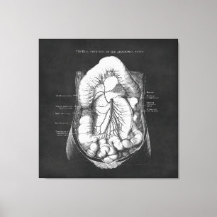 Toile Anatomie Art du système digestif Cadeau du médec