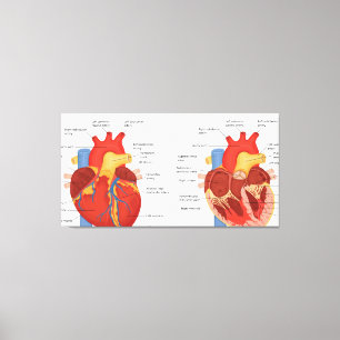 Toile Anatomie cardiaque humaine