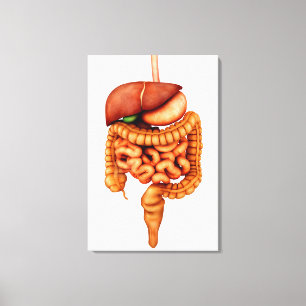 Toile Anatomie d'appareil digestif humain, vue de face