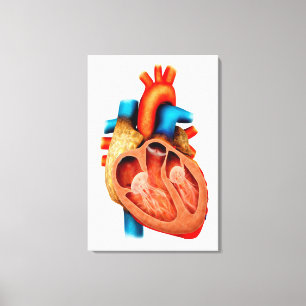 Toile Anatomie de coeur humain, en coupe