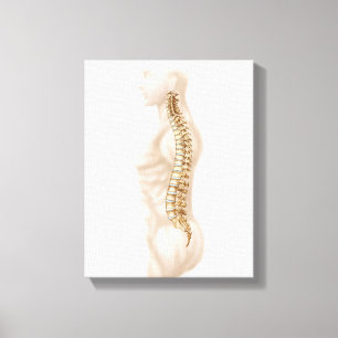 Toile Anatomie de colonne vertébrale humaine, laissée 